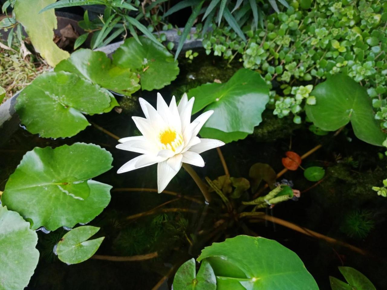 A Lanna Boutique House Hotel Chiang Mai Bagian luar foto